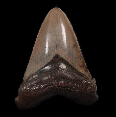 Top Quality SC Angustidens tooth for sale | Buried Treasure Fossils