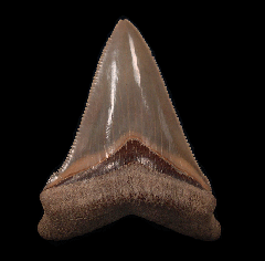 Big black Angustidens tooth for sale | Buried Treasure Fossils
