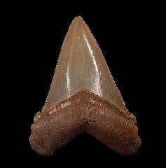 Quality SC Angustidens tooth for sale | Buried Treasure Fossils