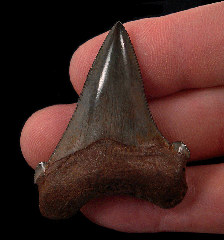 SC Angustidens for sale | Buried Treasure Fossils