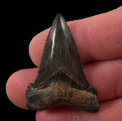 SC Angustidens for sale | Buried Treasure Fossils