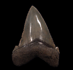 Top Quality SC Angustidens tooth for sale | Buried Treasure Fossils