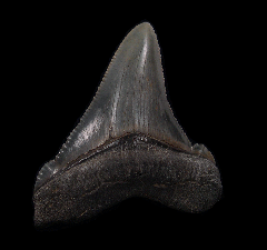 Gem SC Angustidens tooth for sale | Buried Treasure Fossils