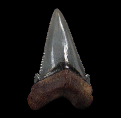 Gem SC Angustidens tooth for sale | Buried Treasure Fossils
