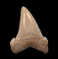 Real Angustidens tooth for sale | Buried Treasure Fossils