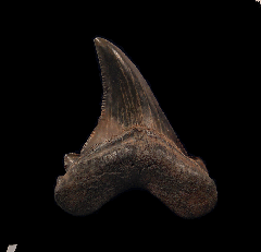 Cheap Angustidens tooth for sale | Buried Treasure Fossils