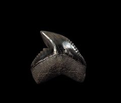 Cheap SC Tiger shark tooth for sale | Buried Treasure Fossils