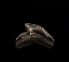 Cheap SC Tiger shark tooth for sale | Buried Treasure Fossils