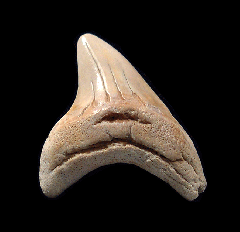Rare Alopias grandis tooth for sale | Buried Treasure Fossils