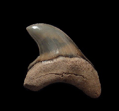 Rare Alopias grandis tooth for sale | Buried Treasure Fossils
