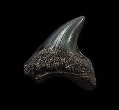 Rare Alopias grandis tooth for sale | Buried Treasure Fossils