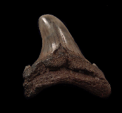 Trigonotodus alteri tooth for sale | Buried Treasure Fossils