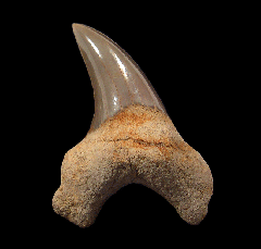 Rare Parotodus benedeni tooth | Buried Treasure Fossils