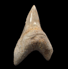Parotodus benedeni tooth – Hawthorne Fm. | Buried Treasure Fossils