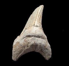 Rare Parotodus benedeni tooth | Buried Treasure Fossils