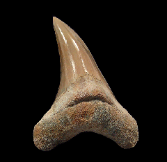 Rare Parotodus benedeni tooth | Buried Treasure Fossils