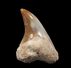 Summerville Parotodus benedeni tooth | Buried Treasure Fossils