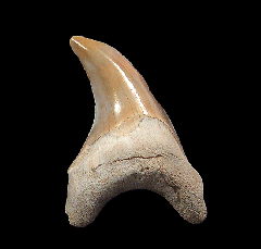 Parotodus benedeni tooth from Summerville | Buried Treasure Fossils