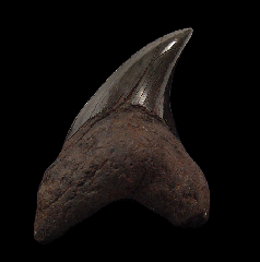 Rare Parotodus benedeni tooth | Buried Treasure Fossils