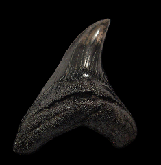 Rare Parotodus benedeni tooth | Buried Treasure Fossils