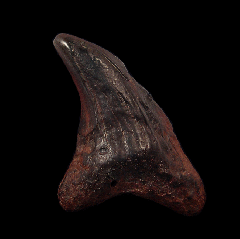Rare Parotodus benedeni tooth | Buried Treasure Fossils