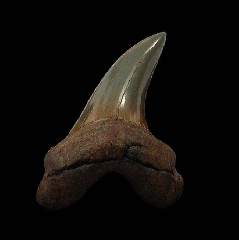 Wando River Parotodus benedeni tooth for sale | Buried Treasure Fossils