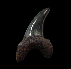 Wando River Parotodus benedeni tooth for sale | Buried Treasure Fossils