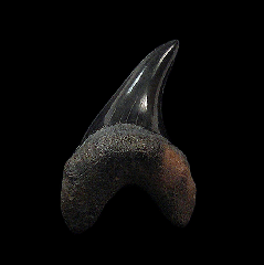 Wando River Parotodus benedeni tooth for sale | Buried Treasure Fossils