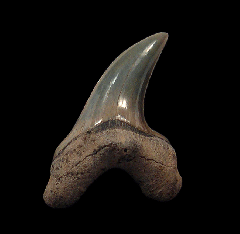Wando River Parotodus benedeni tooth | Buried Treasure Fossils