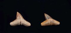 Sphyrna arambourgi                                         