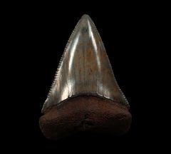 Extra Large fossil SC Great White shark tooth for sale | Buried Treasure Fossils