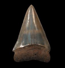 Extra Large fossil SC Great White shark tooth for sale | Buried Treasure Fossils
