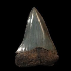 Extra Large So. Carolina Great White shark tooth for sale | Buried Treasure Fossils
