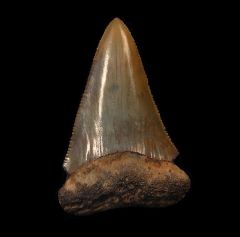 Perfect SC Carcharodon carcharias tooth for sale | Buried Treasure Fossils