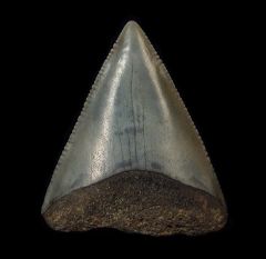 So. Carolina Great White shark tooth for sale | Buried Treasure Fossils