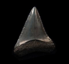  So. Carolina Great White shark tooth for sale | Buried Treasure Fossils 