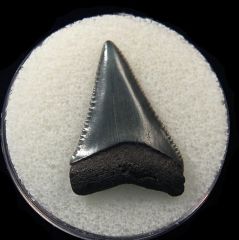 Real So. Carolina Carcharodon carcharias shark tooth for sale | Buried Treasure Fossils
