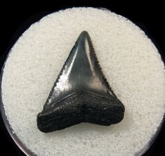 Real So. Carolina Carcharodon carcharias shark tooth for sale | Buried Treasure Fossils