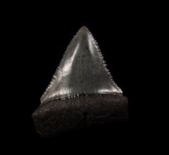 Fossil So. Carolina Carcharodon shark tooth for sale | Buried Treasure Fossils