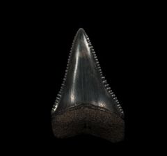 Cheap So. Carolina Great White tooth for sale | Buried Treasure Fossils