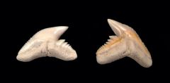 Galeocerdo aduncus                              