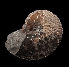 Hoploscaphites nodosus for sale | Buried Treasure Fossils