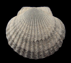 Carolinapecten eboreus | Buried Treasure Fossils