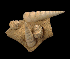 Turritella and Gastropod Display | Buried Treasure Fossils