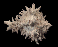 Muricanthus hertweckorum | Buried Treasure Fossils