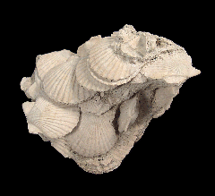 Pecten ochlockneensis - Pecten Display | Buried Treasure Fossils