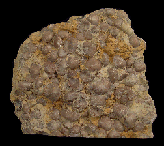 Orthstrophia strophomenoides - Brachiopod Display  | Buried Treasure Fossils