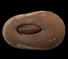 Edmonica sp. - Clam | Buried Treasure Fossils