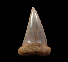 Sharktooth Hill Mako shark teeth for sale | Buried Treasure Fossils