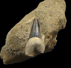 Sharktooth Hill Isurus hastalis tooth for sale | Buried Treasure Fossils